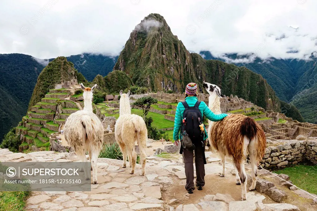 Peru, Machu Picchu region, Female traveler looking at Machu Picchu citadel and Huayna mountain with three llamas