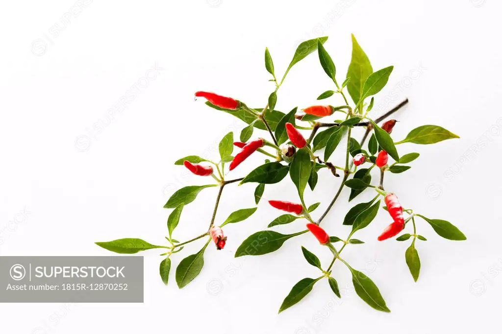 Twig of Chili Pequin in front of white background