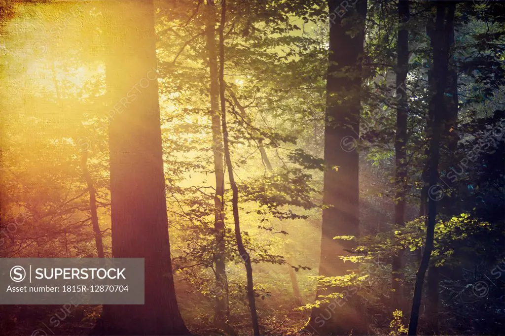 Deciduous forest and morning sun in autumn