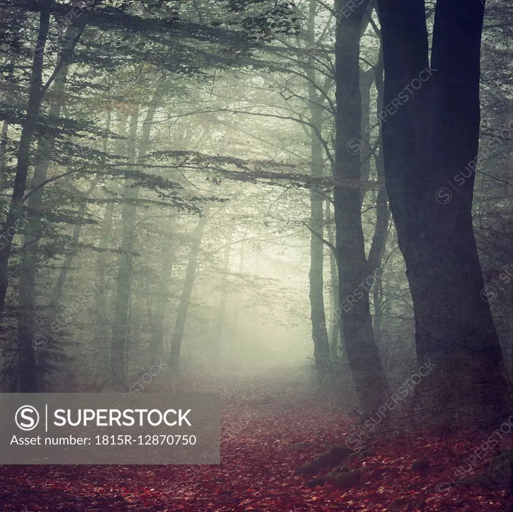 Forest path in the morning mist