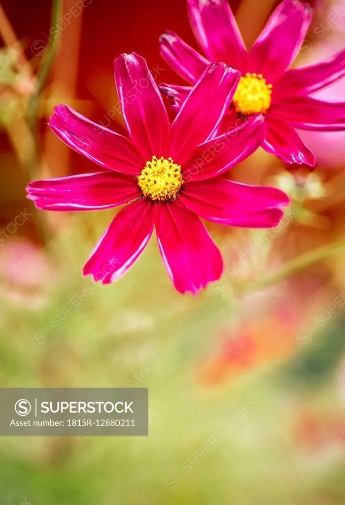 Pink Mexican Aster