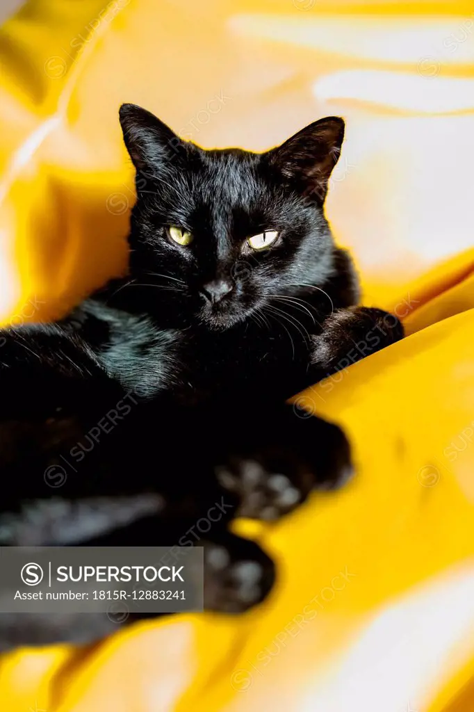 Portrait of black cat relaxing