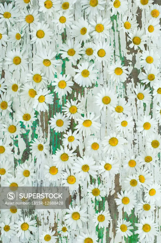 Marguerite blossoms on wood