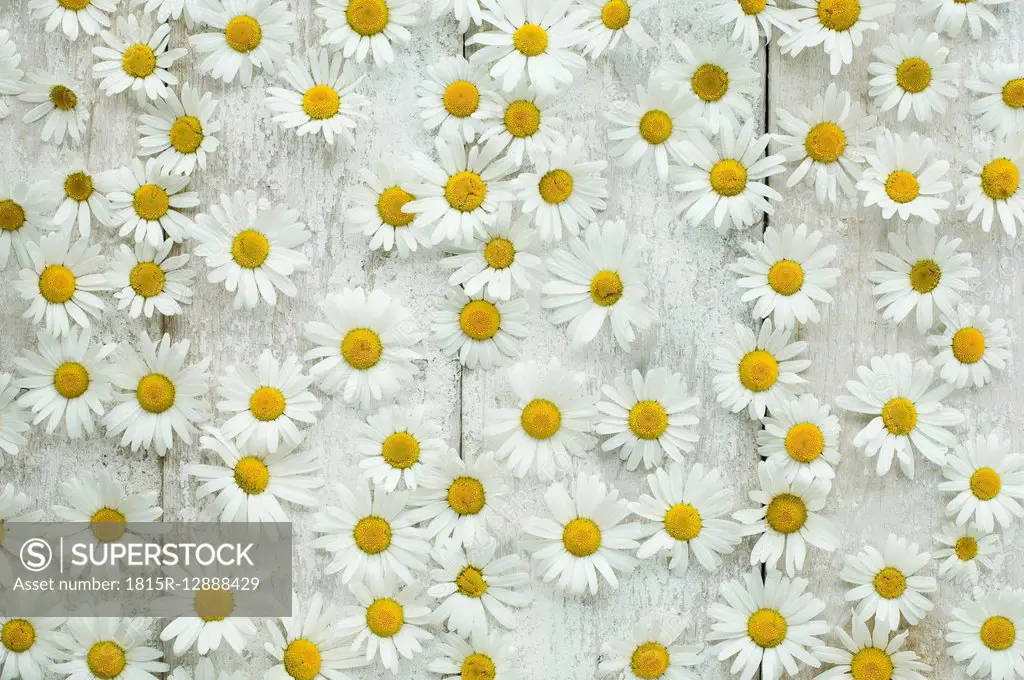 Marguerite blossoms on wood