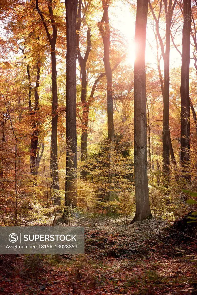 Germany, Duesseldorf, Benrath forest, Trees and sunshine in autumn