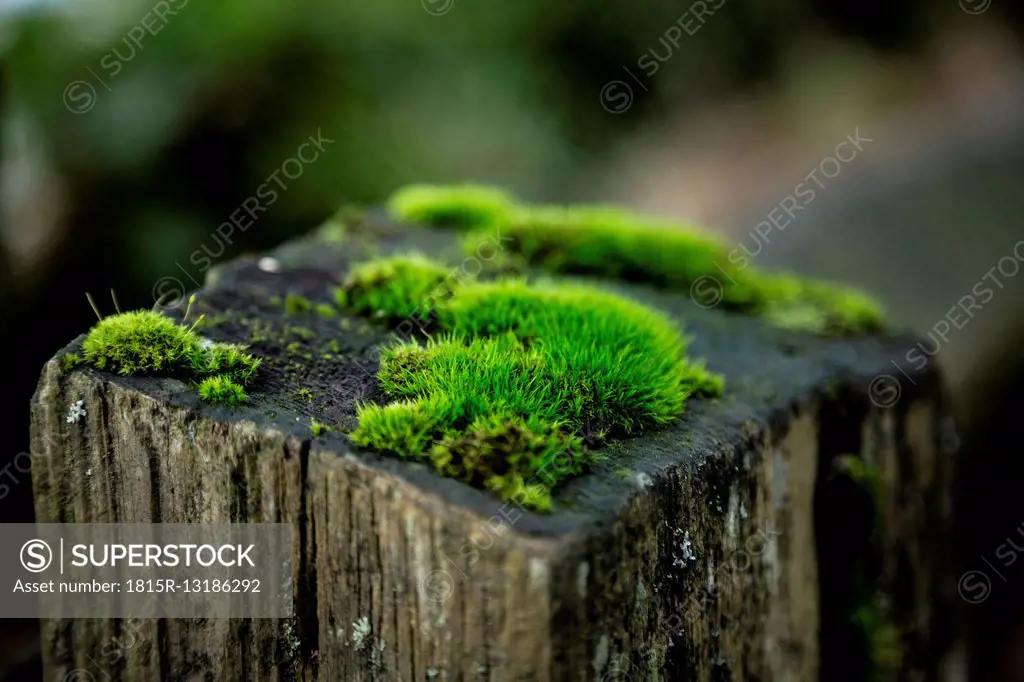 Moss on wooden stake