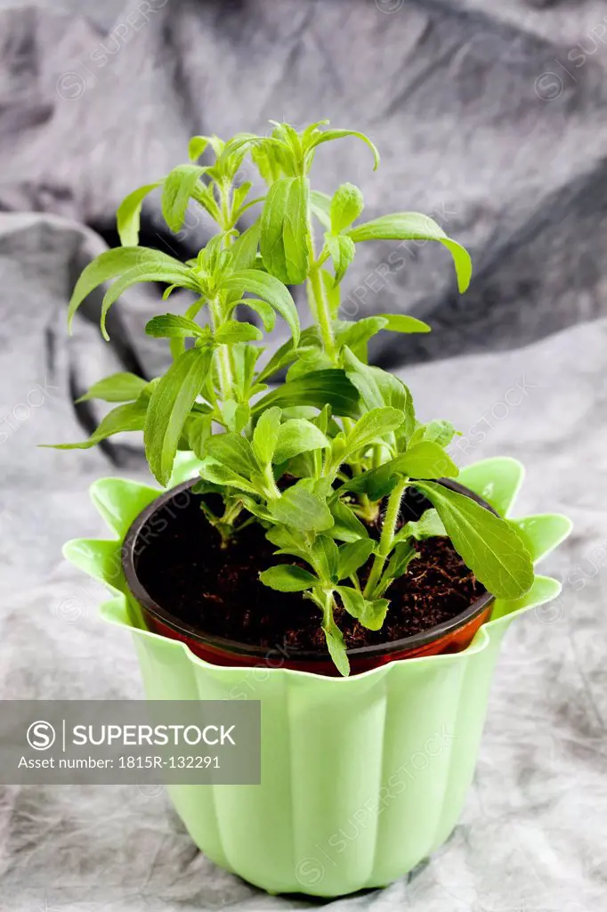 Stevia rebaudiana in green flower pot