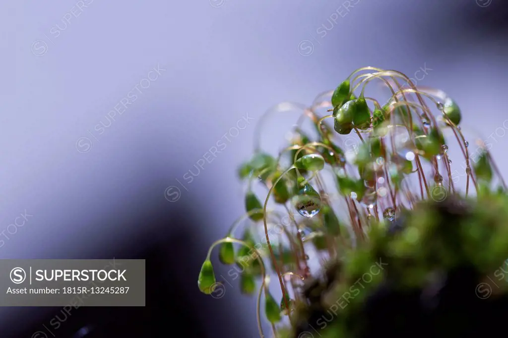 Moss, close-up