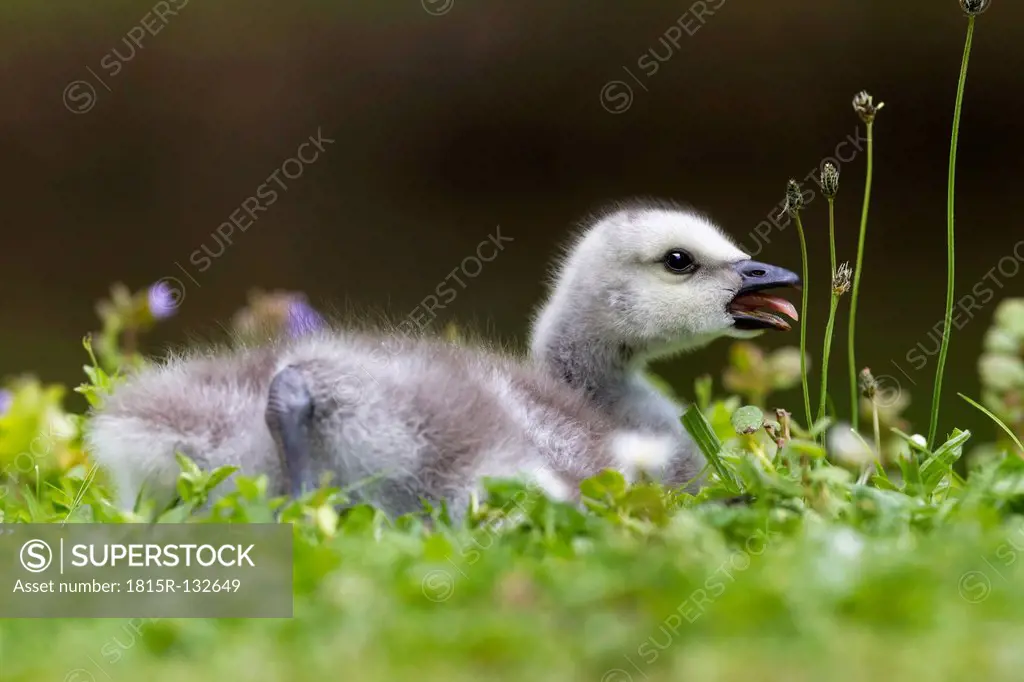 Germany, Bavaria, Barnacle goose chick on grass