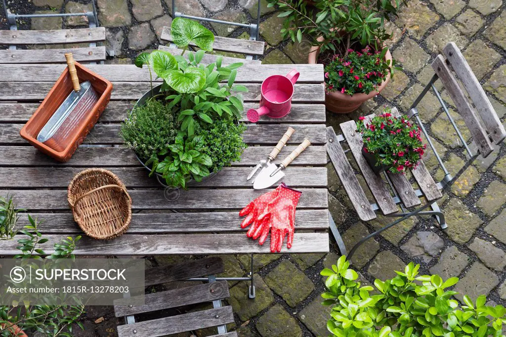 Gardening, different medicinal and kitchen herbs and gardening tools on garden table