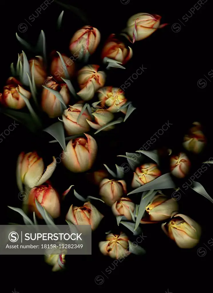 Bunch on tulips in front of black background