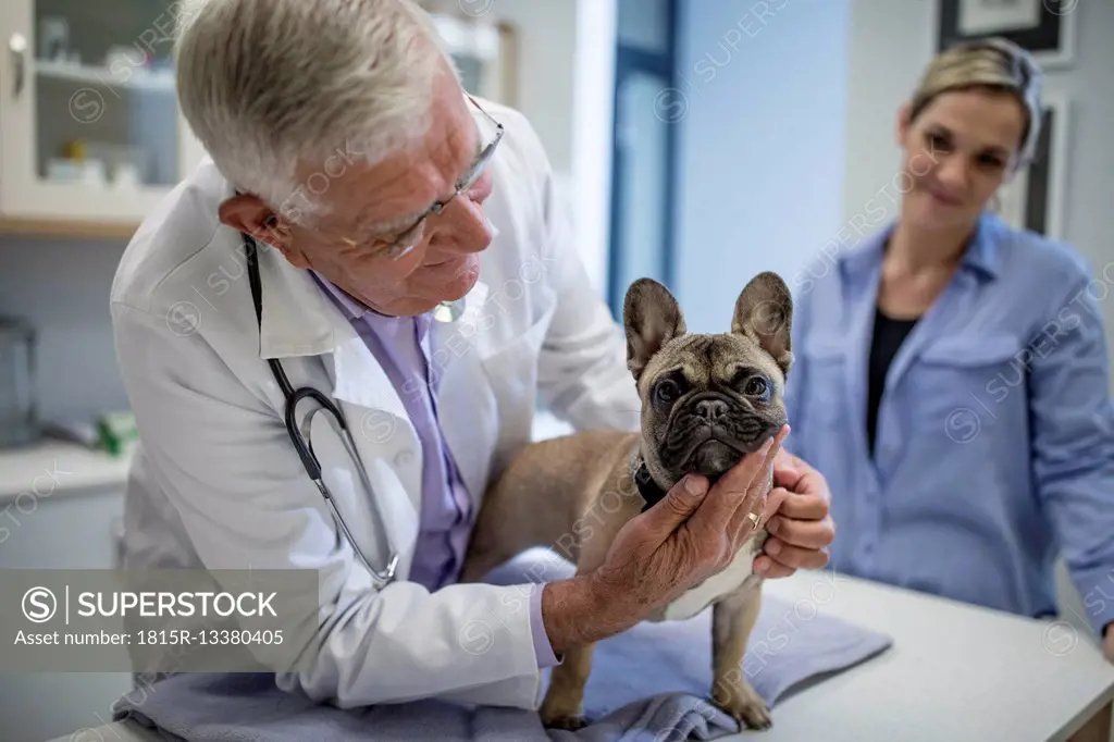 Veterinarian examining French bulldog