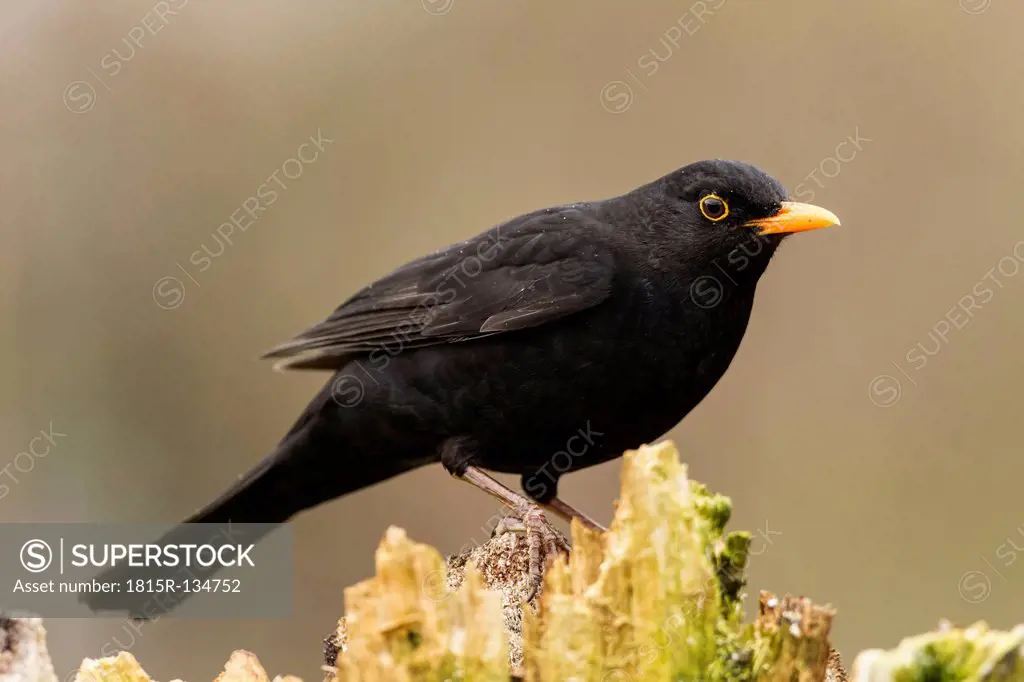 Germany, Hesse, Blackbird perching on tree