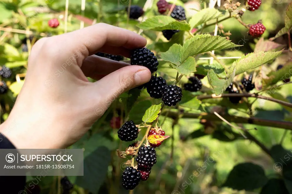 Man plucking blackberries