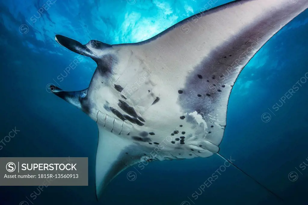 Bali, manta ray