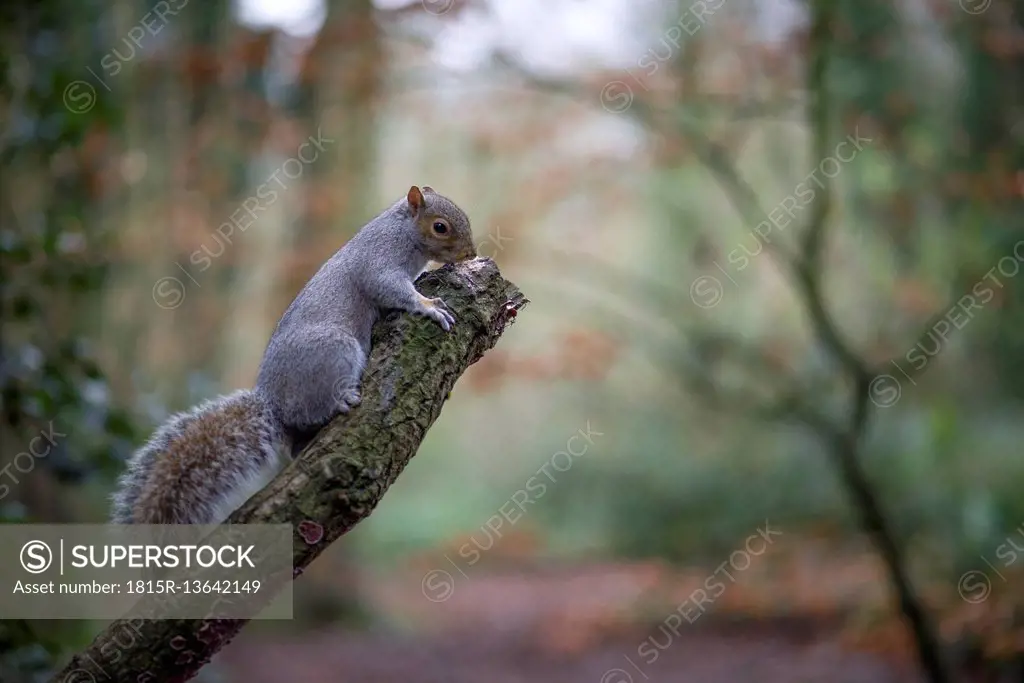 Grey squirrel