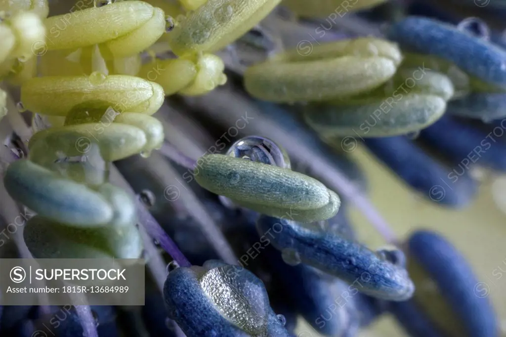 Waterdrops on stamen of blue Anemone, close-up