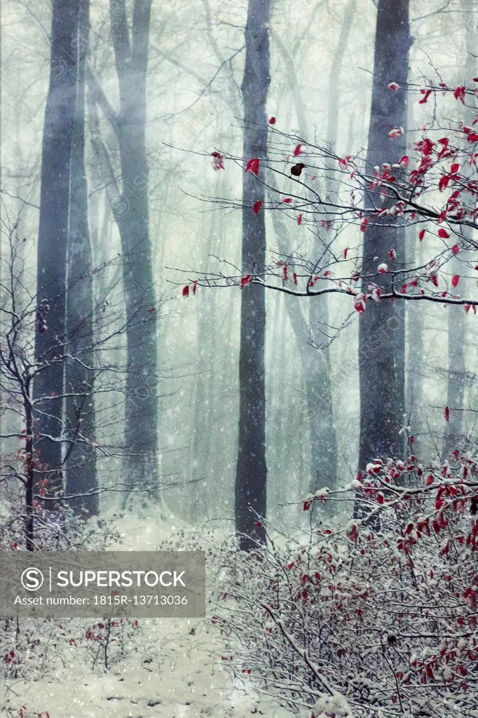 Germany, Wuppertal, winter forest, textured photography