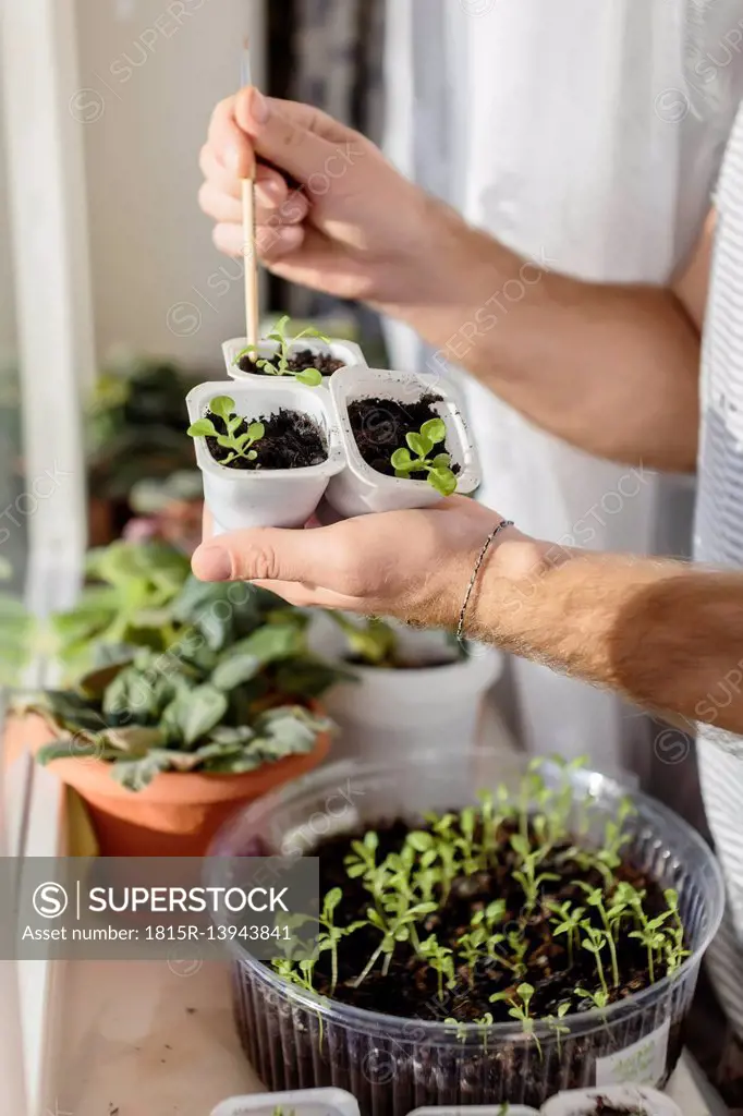 Young man with plants at the window