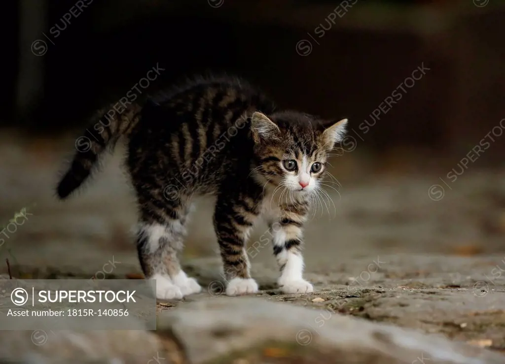 Germany, Baden Wuerttermberg, Kitten standing and looking away