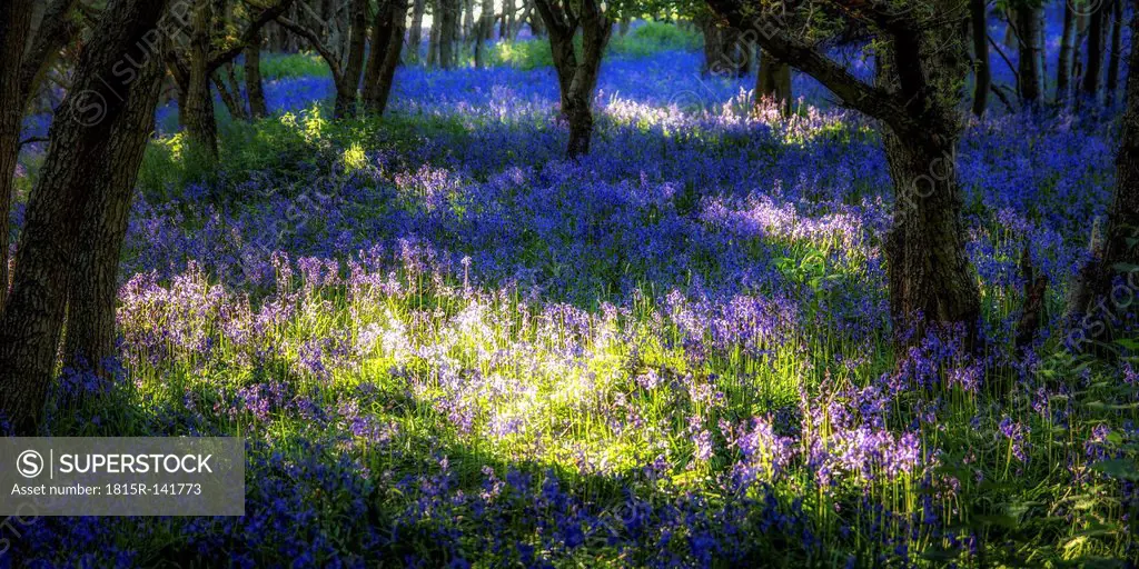 Scotland, Bluebell flowers