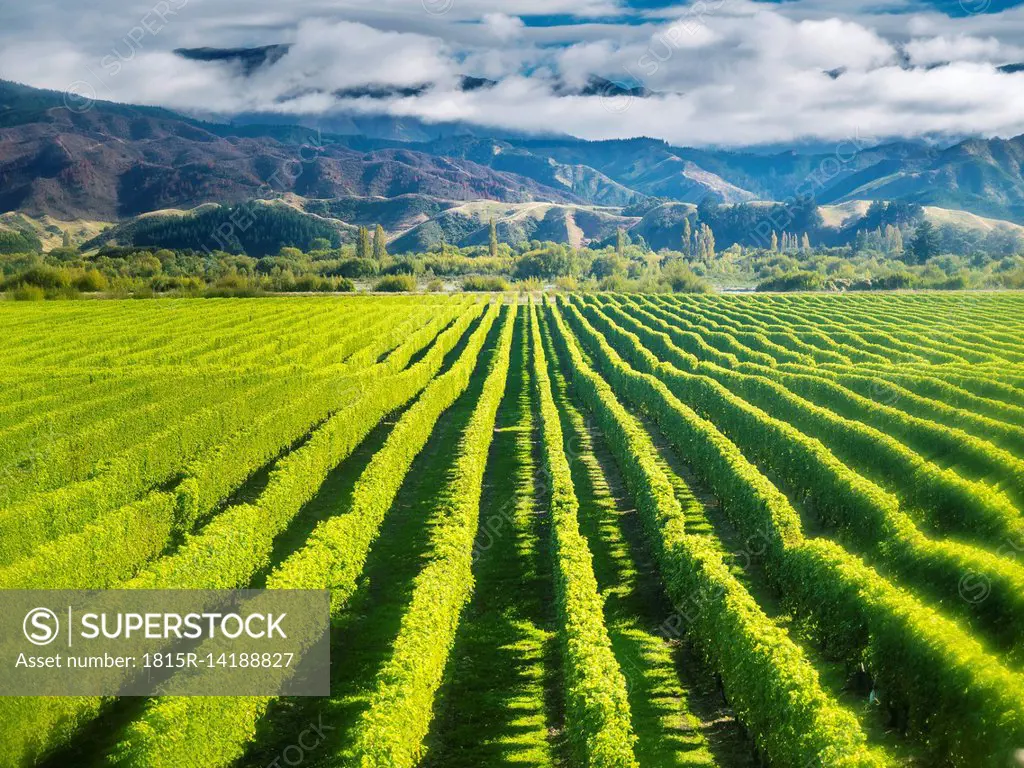 New Zealand, South Island, Marlborough, vineyard in Blenheim