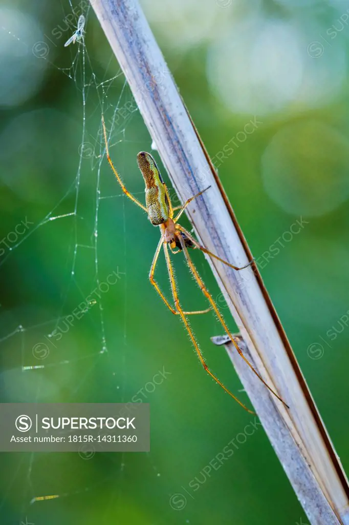 Super Stretch Spider Web 