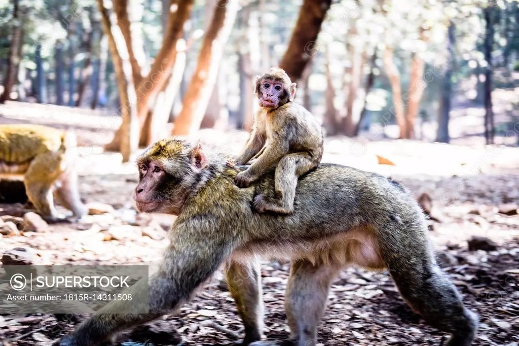 Marocco, portrait of young monkey riding on mother's back in the woods