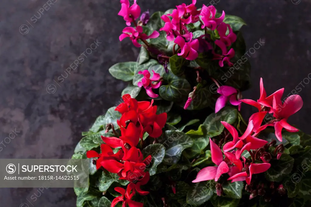 Red and pink Cyclamen on dark ground