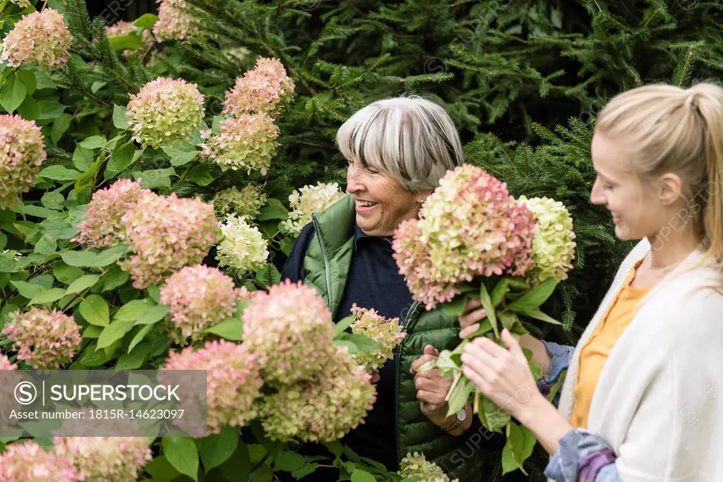 Happy young woman with her grandmother at bush in garden