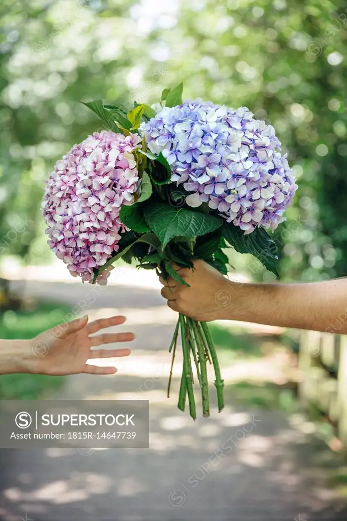 Detail of man's hand giving a bouquet of hydrangeas to a woman