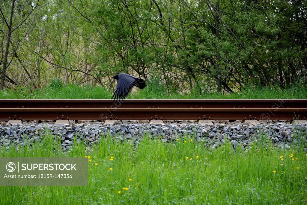 Cow and a rail track