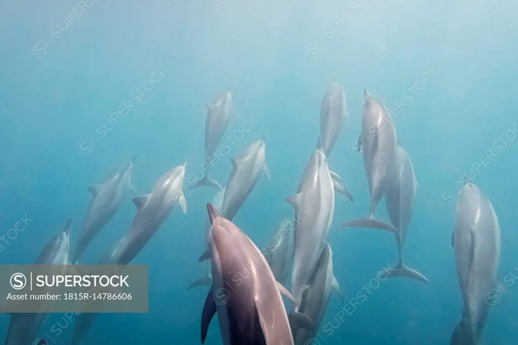 Mauritius, Indian Ocean, bottlenose dolphins, Tursiops truncatus