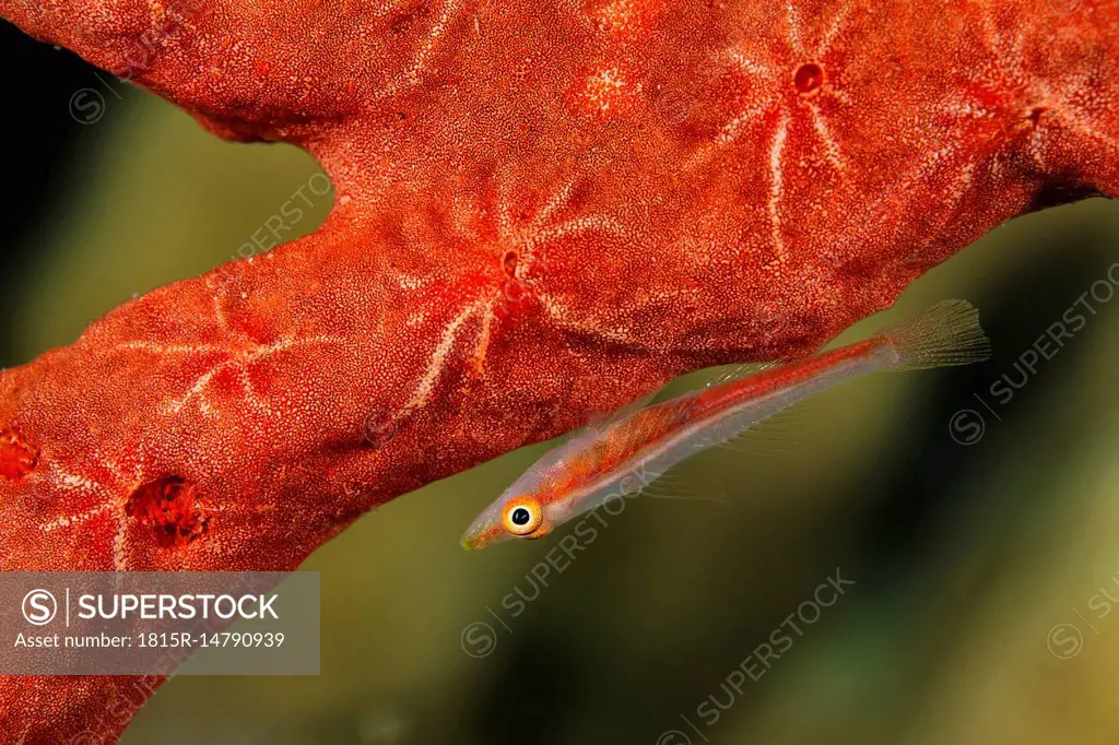 Egypt, Red Sea, Hurghada, michel´s host goby on toxic finger-sponge