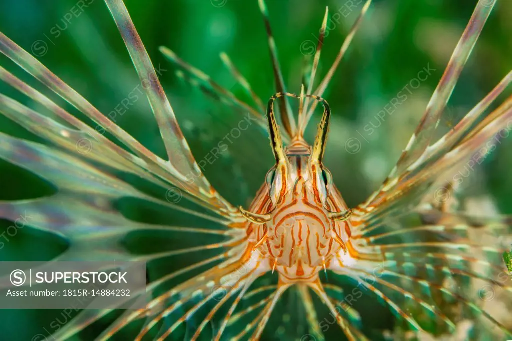 Egypt, Red Sea, Hurghada, Indian lionfish