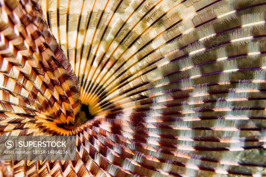 Egypt, Red Sea, Hurghada, Indian tubeworm