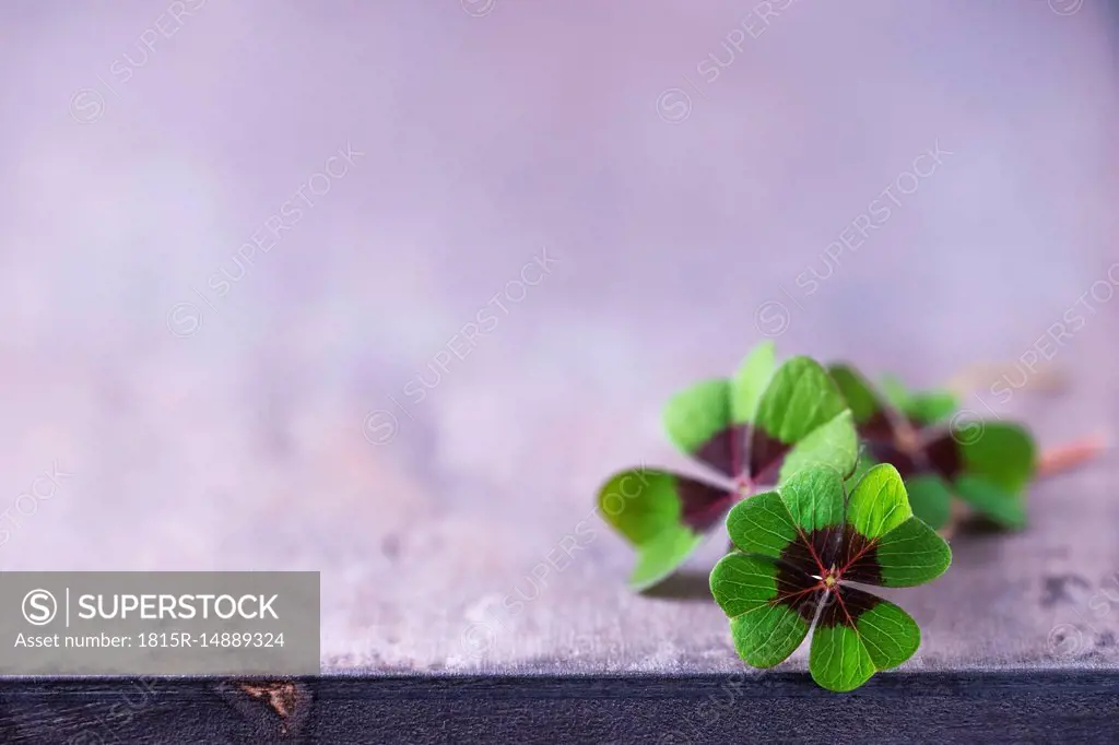 Four-leaved clovers