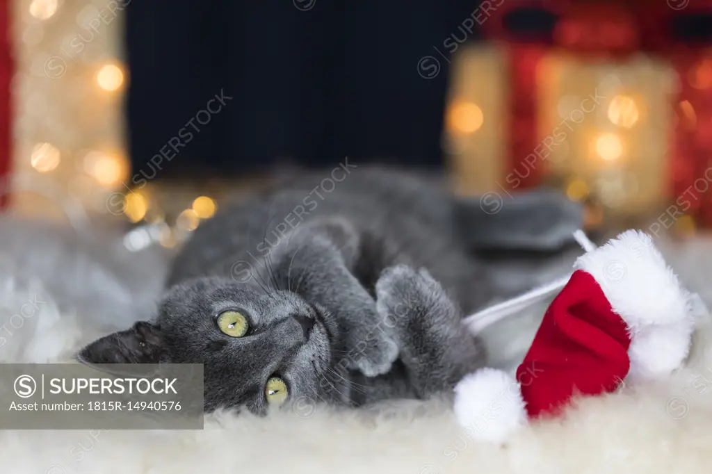 Chartreux kitten playing with Christmas cap