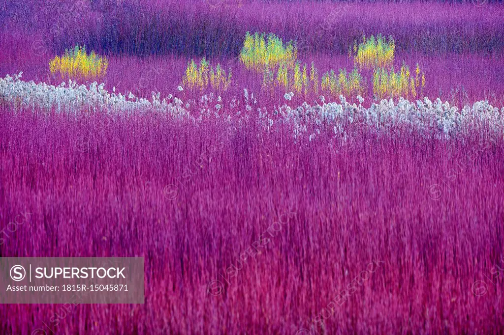 Spain, Wicker cultivation in Canamares in autumn