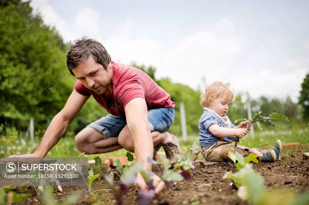 Father with his little son in the garden planting seedlings