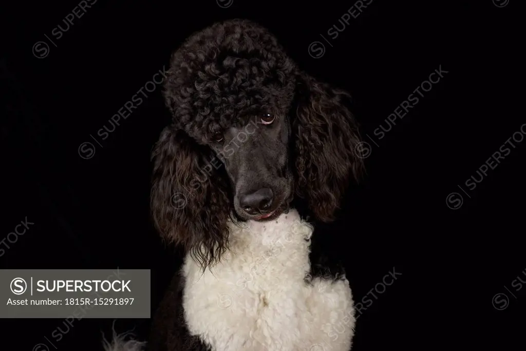 Portrait of black and white poodle in front of black background