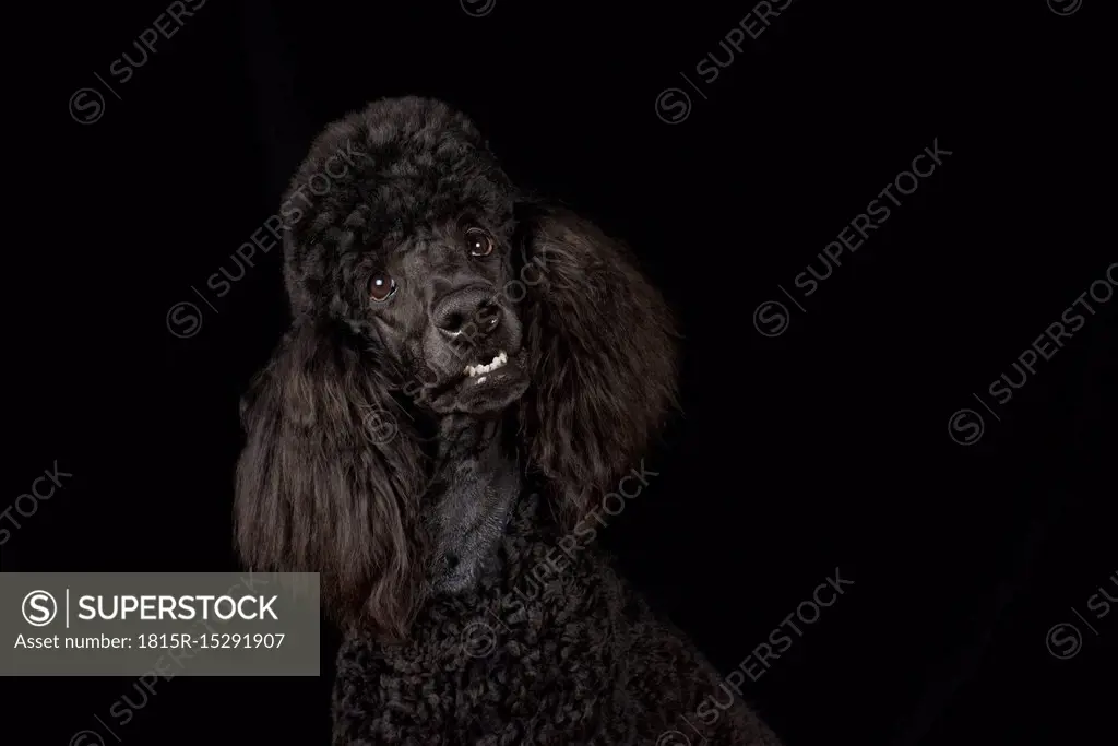 Portrait of black poodle in front of black background