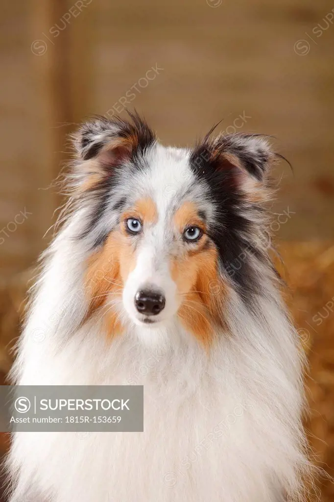 Merle shetland sale sheepdog