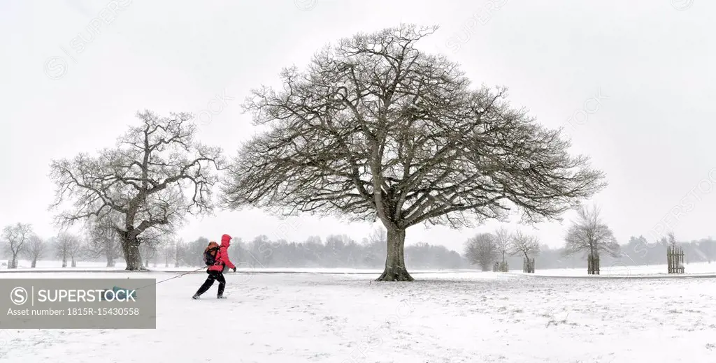 UK, woman pulling sled through snow-covered winter landscape