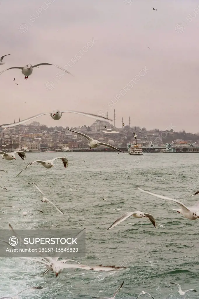 Turkey, Istanbul, Cityview with Suleymaniye Mosque, seagulls in foreground