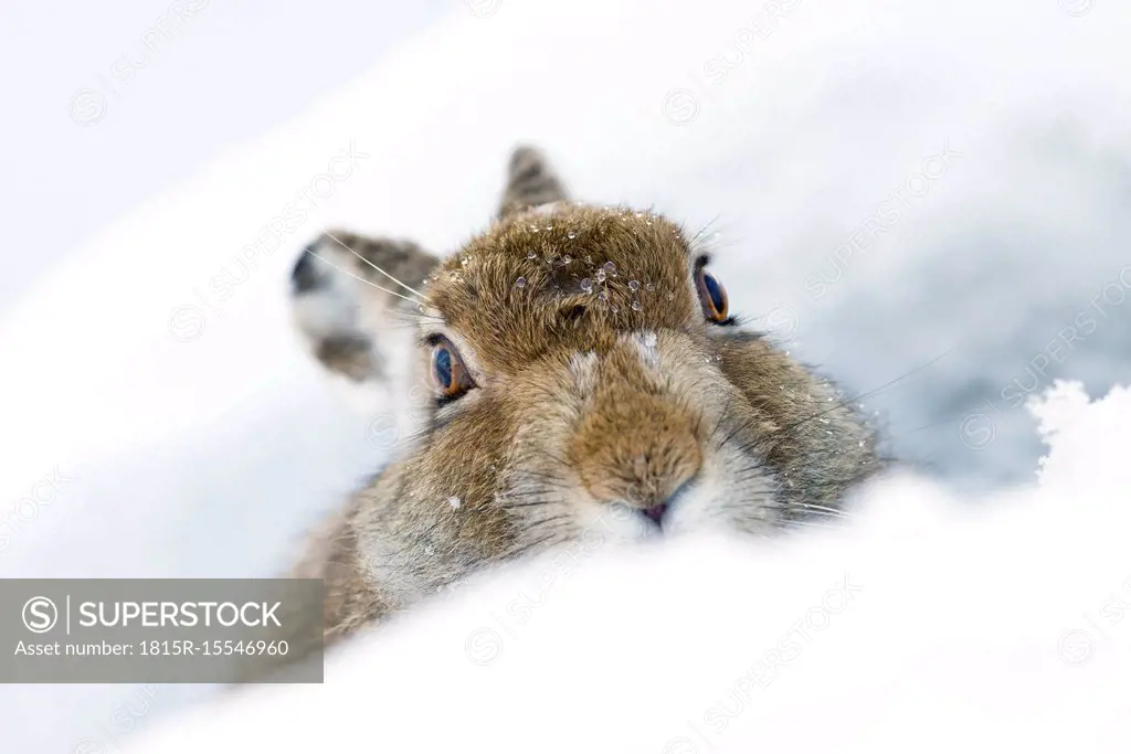 UK, Scotland, portrait of Mountain Hare in snow