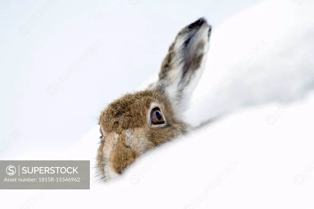 UK, Scotland, Mountain Hare in snow