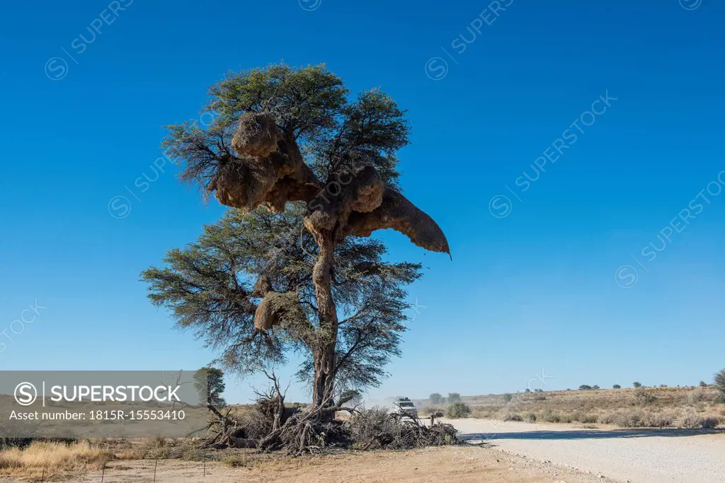 South Africa, Kalahari Transfrontier Park, Giant birds nest in a tree