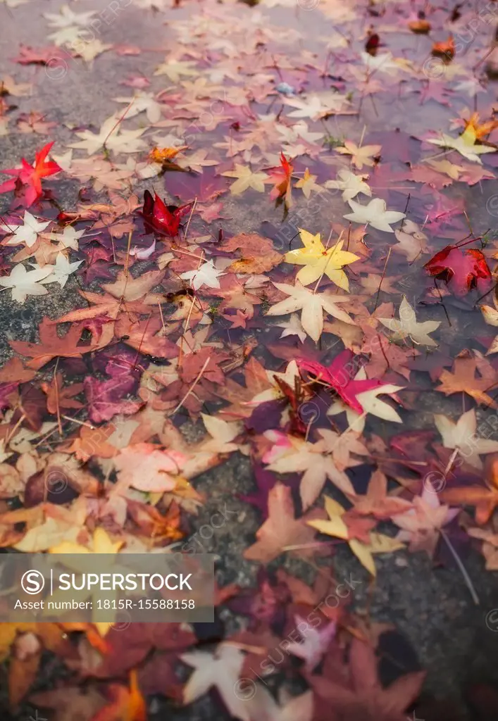 Puddle with autumn leaves