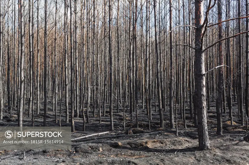 Germany, Brandenburg, Treuenbrietzen, Forest after forest fire